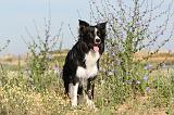 BORDER COLLIE 375